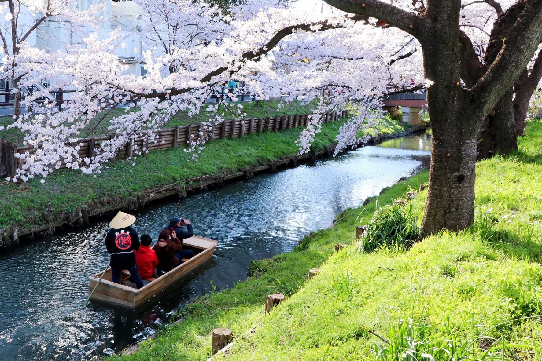 埼玉県 川越市 新河岸川の桜並木 蔵造りの町並み 東京散歩とカメラ旅