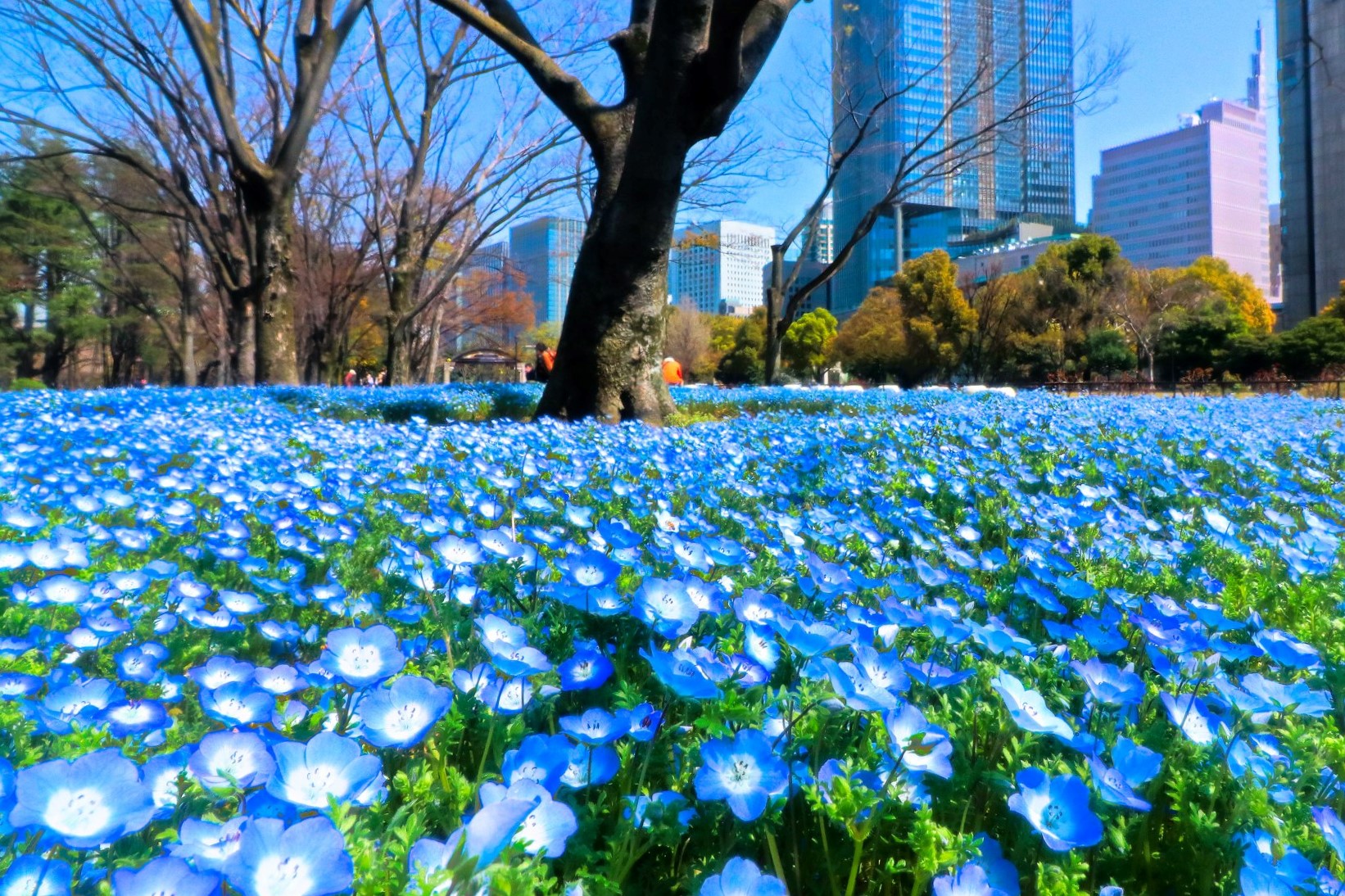 東京都 四季折々の花が楽しめる日比谷公園 東京散歩とカメラ旅