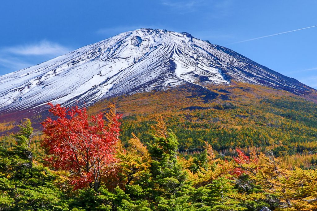 黄金色に輝くカラマツと富士山