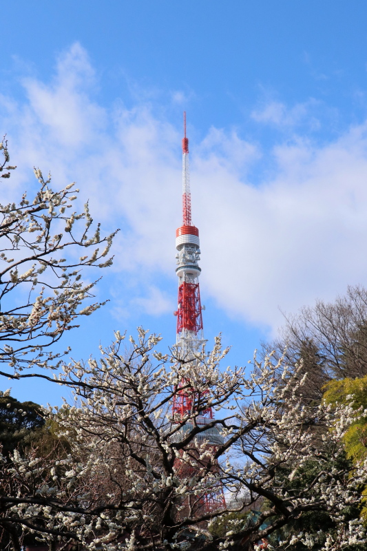 カメラ散歩 芝公園 東京タワーと梅の花 21 東京散歩とカメラ旅