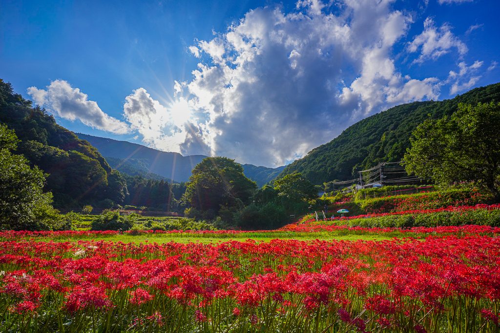 彼岸花の群生が印象的な写真。