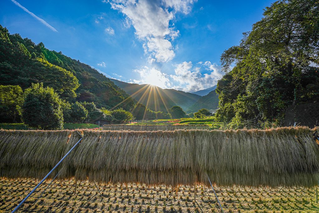 稲を干した写真。彼岸花の写真とは違う、秋の農村風景